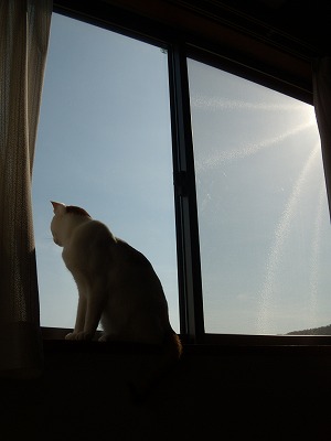 猫のいる生活!!_d0165772_2241852.jpg