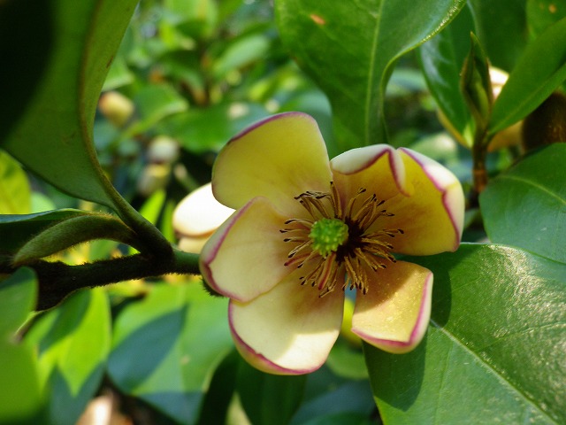 『唐種招霊（カラタネオガタマ）の花』_d0054276_2012195.jpg