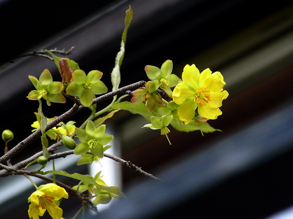 ミッキーマウスツリーの花 きままなシニアライフ日記 Photo Diary