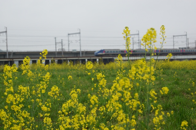 姫路でこんな素晴らしい菜の花畑に会いました。・・・菜の花畑、姫路城、姫路の日高食品_d0181492_1831730.jpg