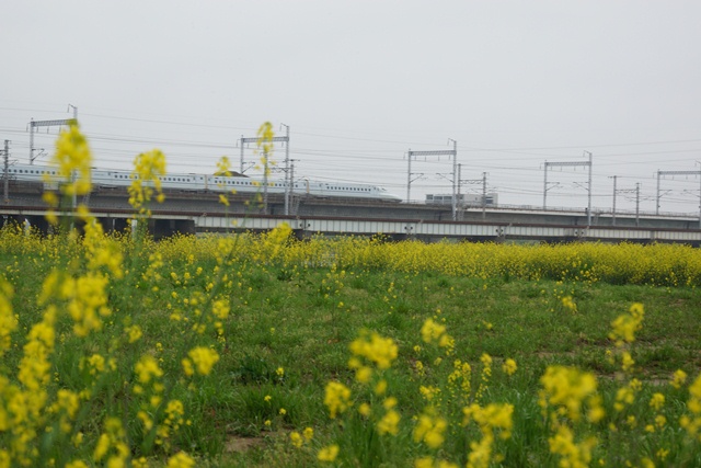 姫路でこんな素晴らしい菜の花畑に会いました。・・・菜の花畑、姫路城、姫路の日高食品_d0181492_18325131.jpg