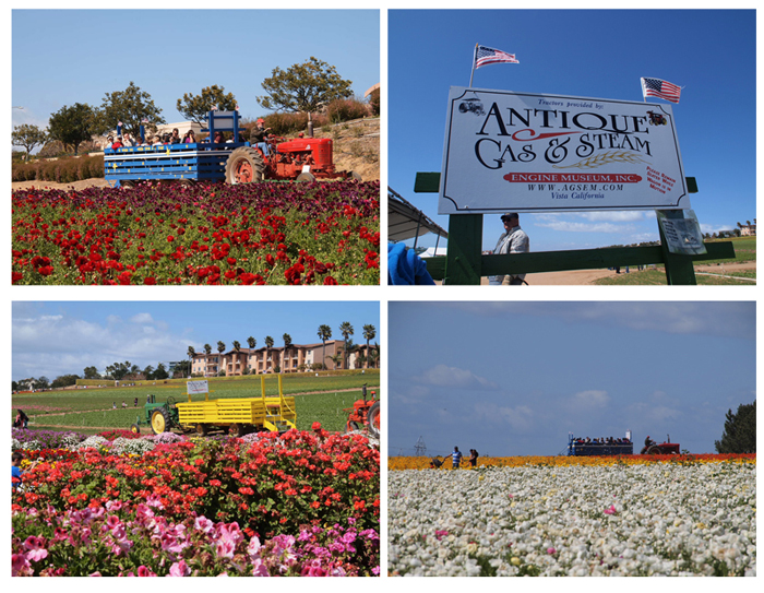 Flower Fields パッチワークの花畑_c0221993_115719.jpg