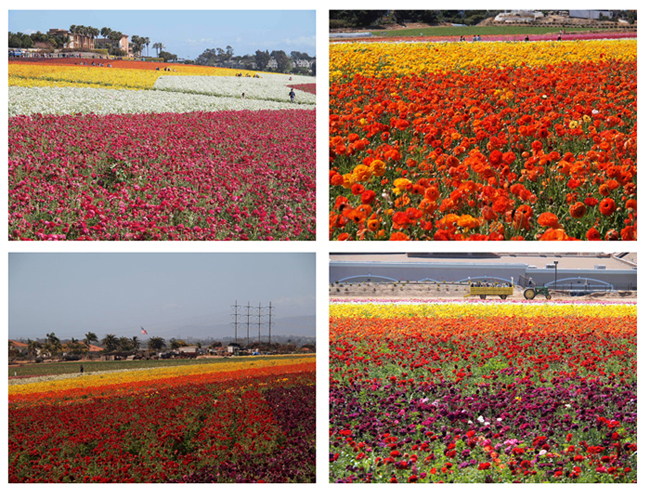 Flower Fields パッチワークの花畑_c0221993_12264344.jpg