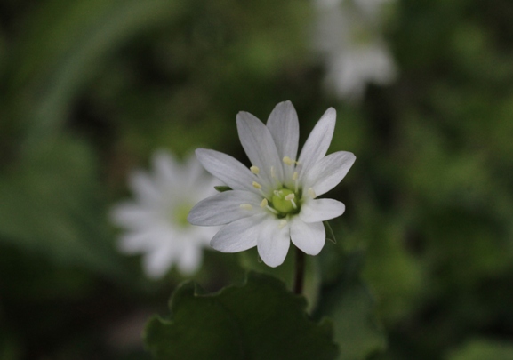 ミヤマハコベ 20120503_f0200594_735737.jpg