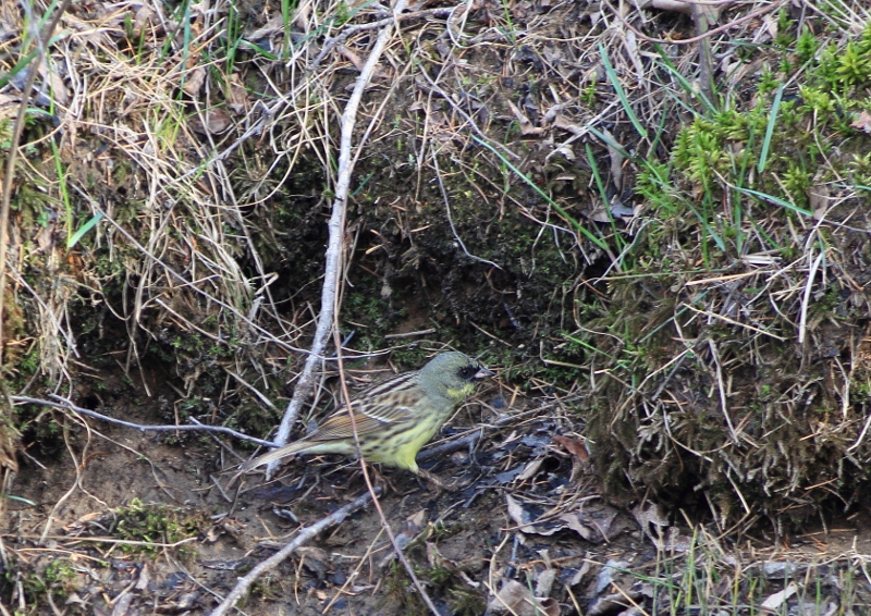 ハイキングコースで探鳥_e0257101_4595749.jpg