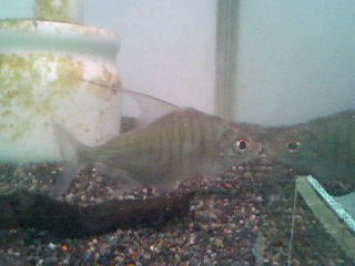 2012年熱帯魚入荷情報!Vol.16 (5/4~5/13)_b0141806_0361152.jpg