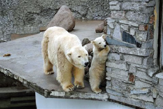 ロシア・サンクトペテルブルク、レニングラード動物園のウスラーダの15番目の赤ちゃんの近況_a0151913_1915861.jpg