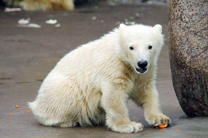 ロシア・サンクトペテルブルク、レニングラード動物園のウスラーダの15番目の赤ちゃんの近況_a0151913_1965981.jpg