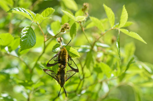 クロスキバホウジャク 自然観察な日々