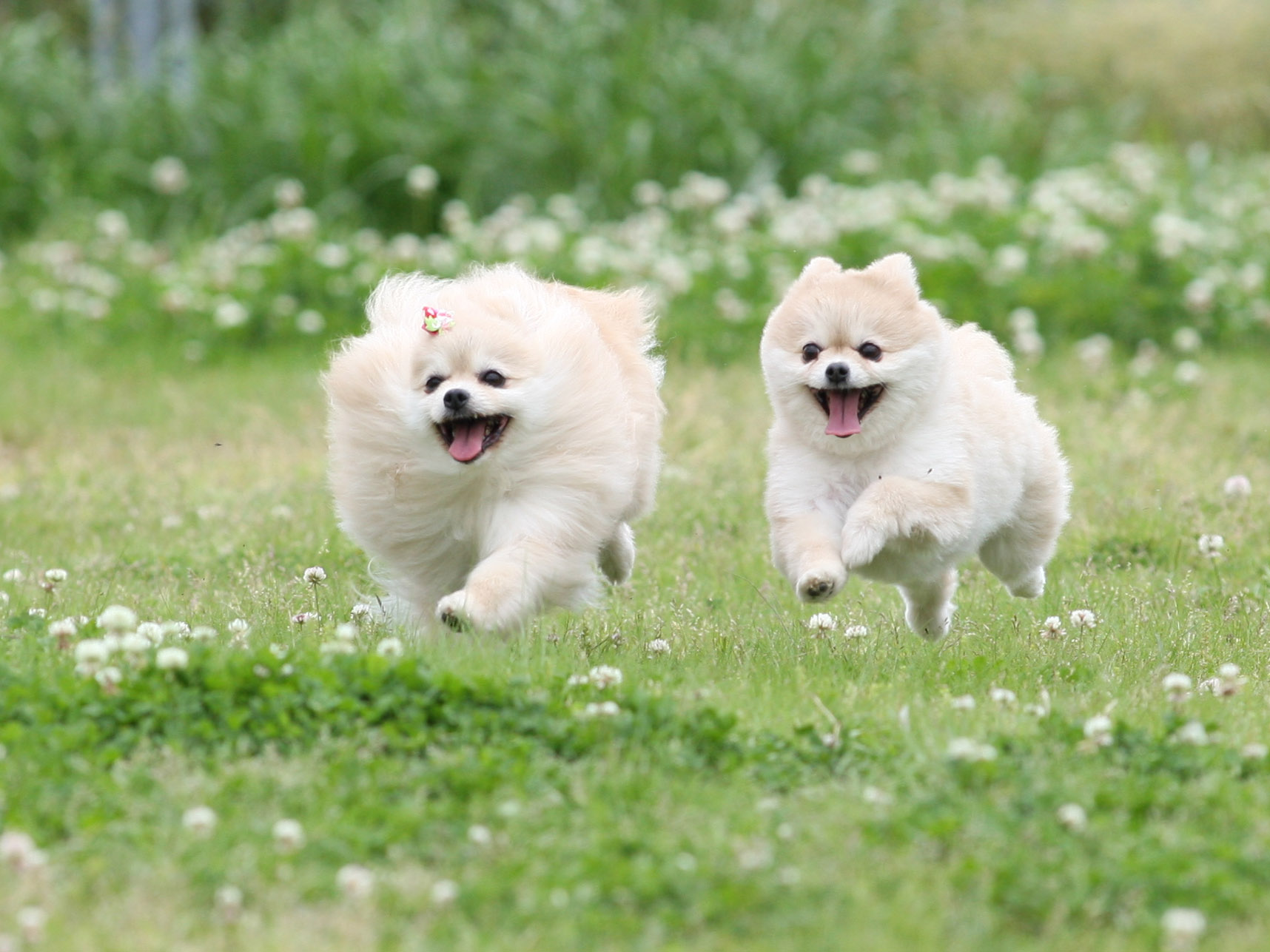 12 5 六甲アイランド歩行犬撮影会 飛行犬撮影所 Kobe