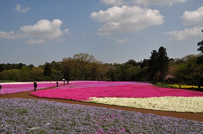 千葉市富田町「芝桜」_d0070920_2215590.jpg