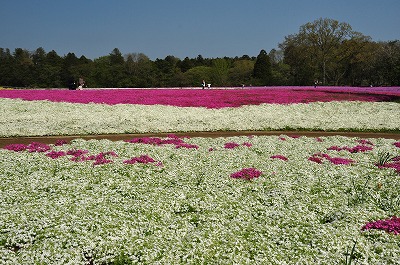 千葉市富田町「芝桜」_d0070920_22161086.jpg