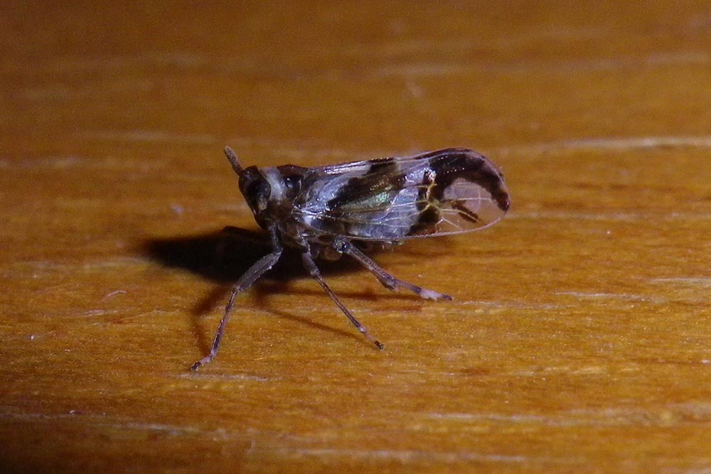 f0181821_1181663.jpg