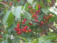 c0133422_112696.jpg
