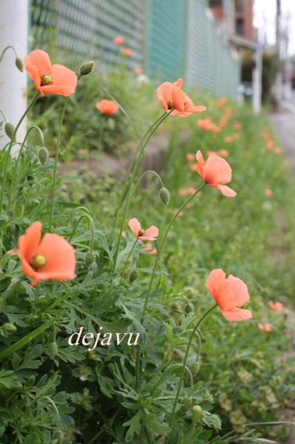 可愛い雑草 Dejavu