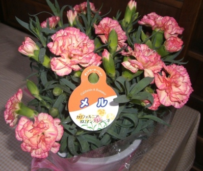 花の名前はメル パソボラネット西条