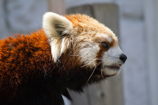 円山動物園 レッサーパンダ その6_a0016730_22151279.jpg