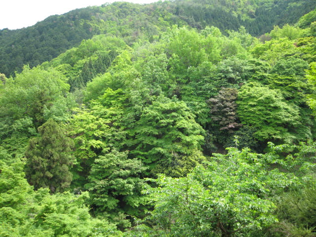 京都嵐山巡り 2012.5/13_a0093332_130282.jpg