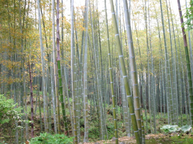 京都嵐山巡り 2012.5/13_a0093332_13113948.jpg