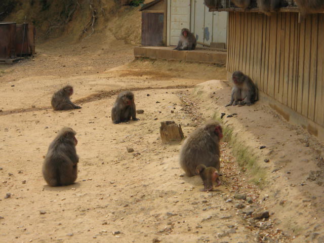 京都嵐山巡り 2012.5/13_a0093332_1331863.jpg