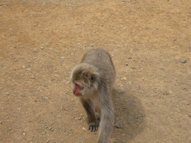 京都嵐山巡り 2012.5/13_a0093332_134827.jpg