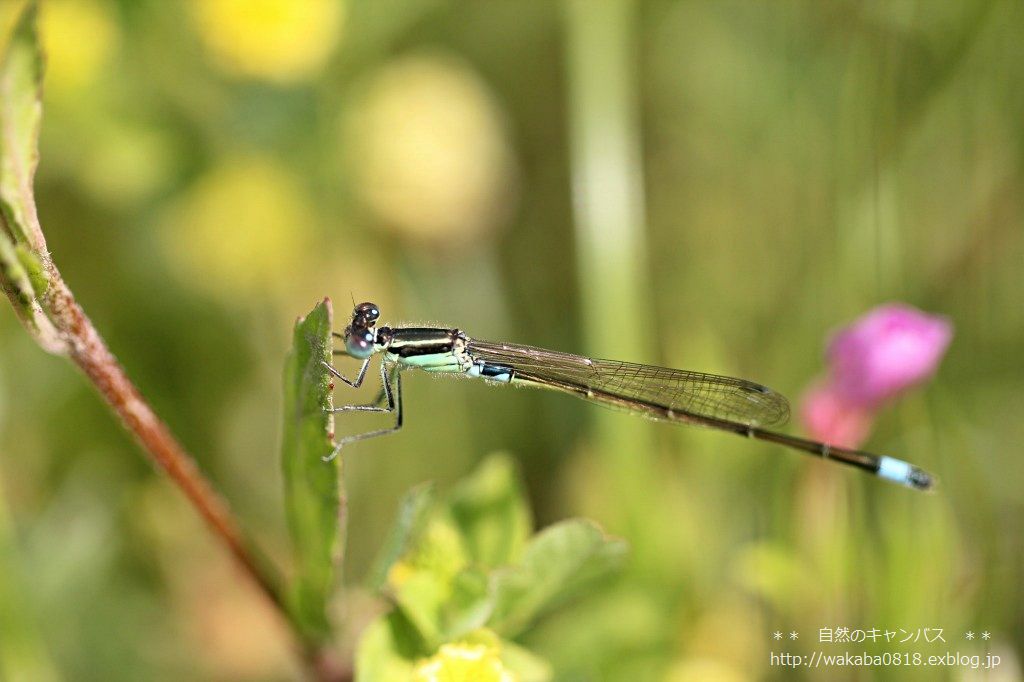 e0052135_17251130.jpg