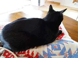 d0032736_13472624.gif