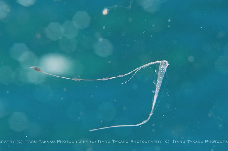 リュウグウノツカイ幼魚！_b0186442_0211040.jpg