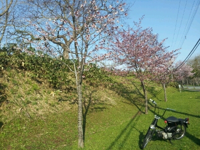 おはよう。3本桜。_d0164343_6304526.jpg