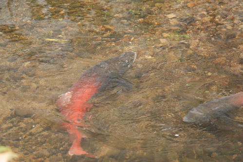 幻の魚「イトウ」の産卵_e0072443_23414946.jpg