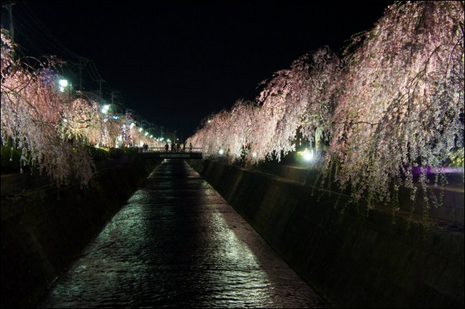 ２８日　夜桜_a0274944_8252473.jpg