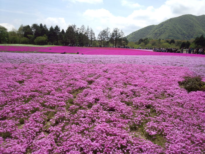 ひとっ走り～芝桜を・・・♫_e0151944_1450535.jpg