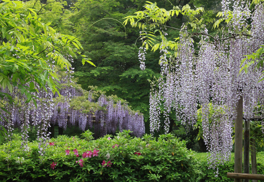 奈良市 春日大社神苑 萬葉植物園 藤 魅せられて大和路