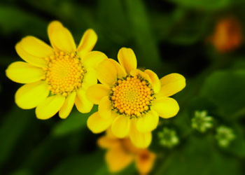 5月、植物園。_d0227246_1225180.jpg
