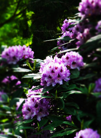5月、植物園。_d0227246_12452100.jpg