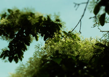 5月、植物園。_d0227246_1245523.jpg