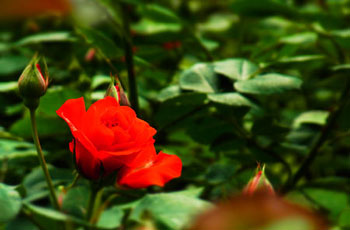5月、植物園。_d0227246_1323949.jpg