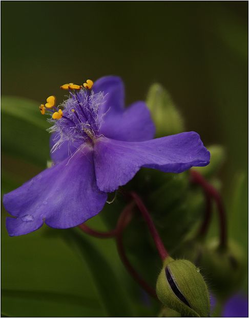 庭の花　オレンジ・青色_a0256349_1918187.jpg