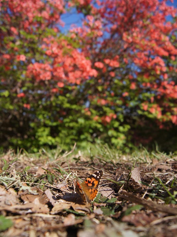 c0045352_930228.jpg