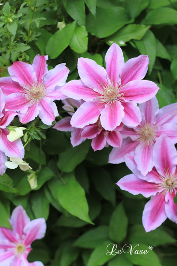 庭の花たち_e0158653_20584835.jpg