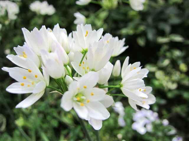 【我が家の白い花々】_c0042960_1823326.jpg