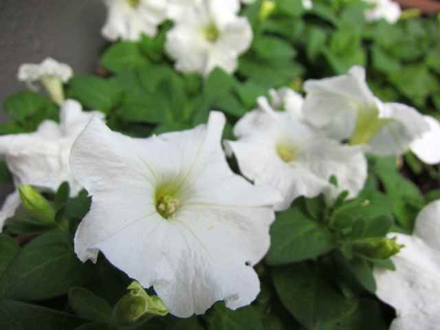 【我が家の白い花々】_c0042960_1823812.jpg
