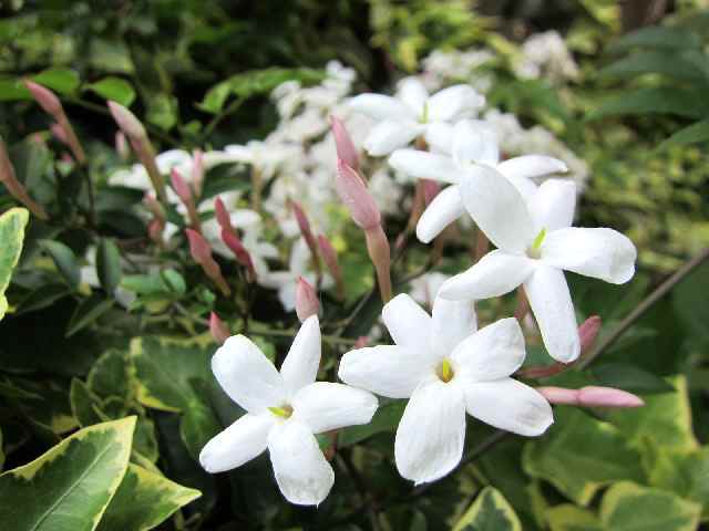 【我が家の白い花々】_c0042960_182658.jpg