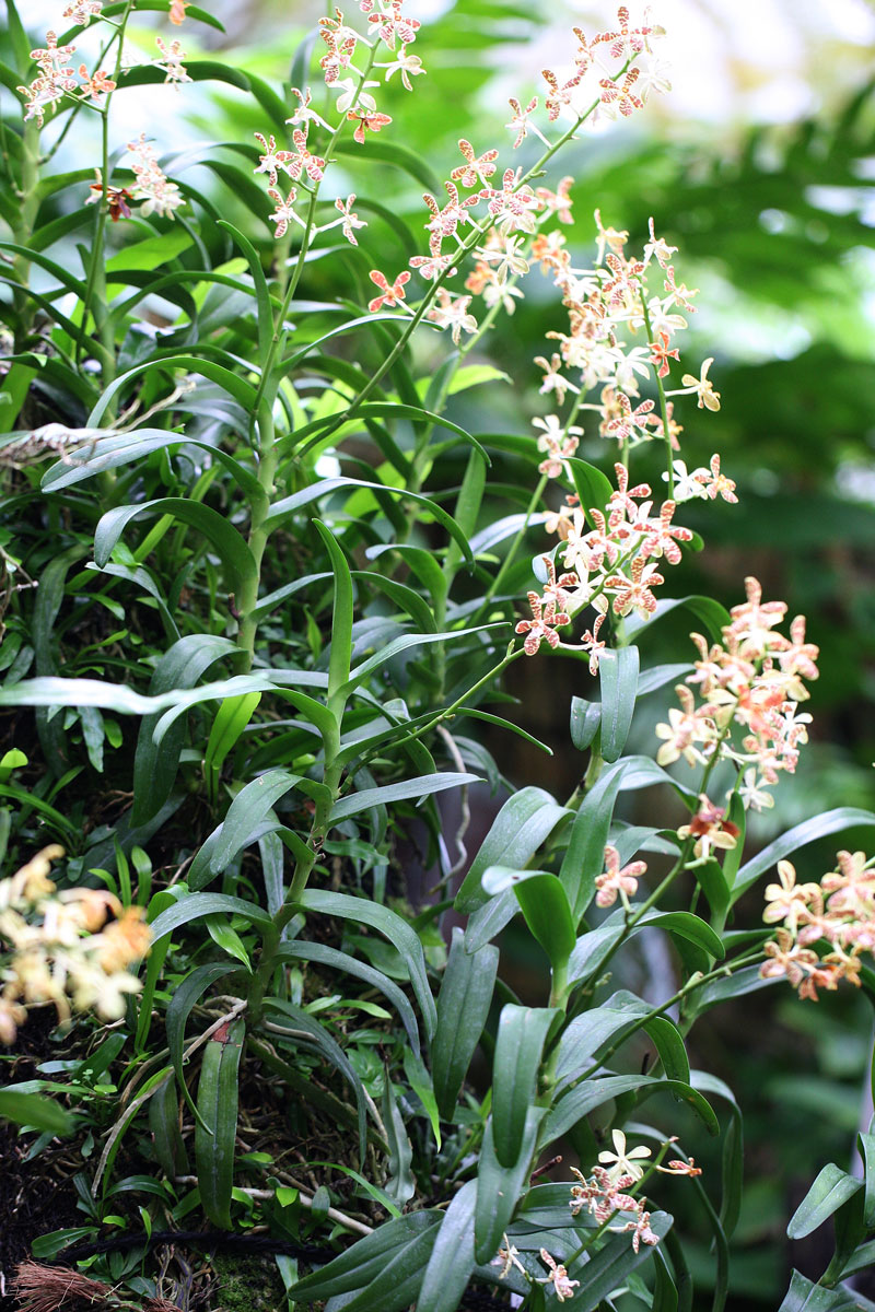 イリオモテラン Trichoglottis ionosma : 鳥平の自然だより