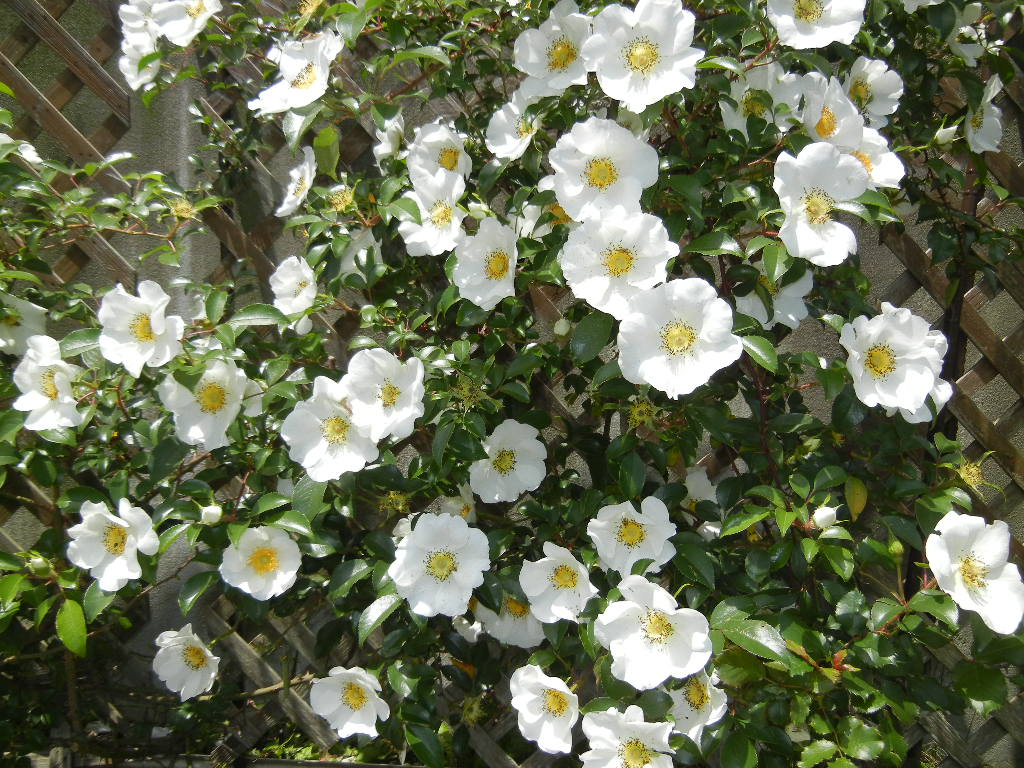 ２０１２年５月１４日（月）我が家の庭も春爛漫パート４！白い花編_f0060461_10541227.jpg
