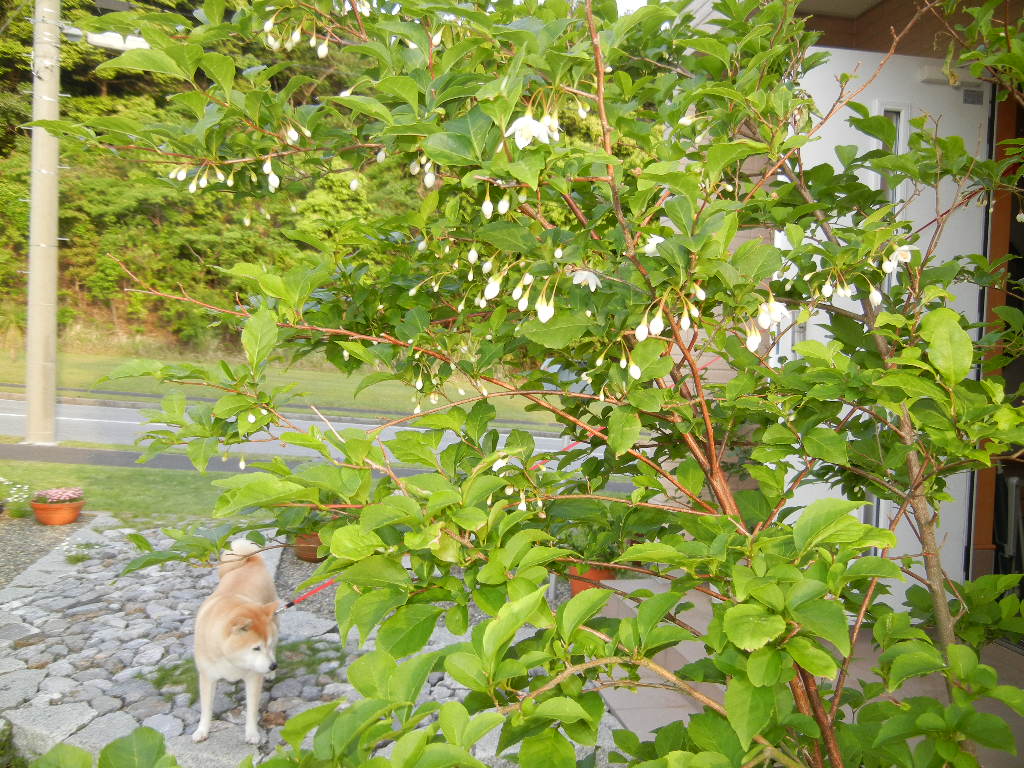２０１２年５月１４日（月）我が家の庭も春爛漫パート４！白い花編_f0060461_110431.jpg