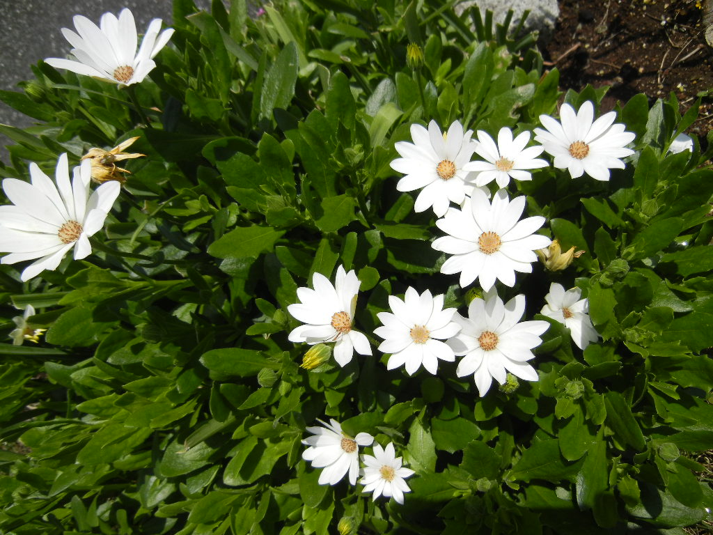 ２０１２年５月１４日（月）我が家の庭も春爛漫パート４！白い花編_f0060461_1133241.jpg