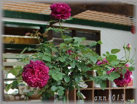 e0232963_210393.jpg