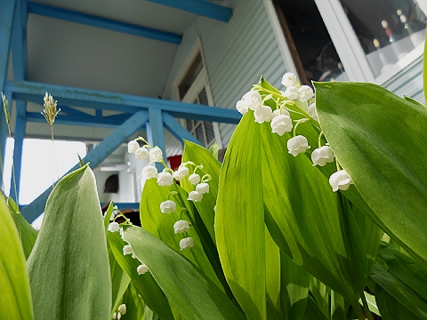 d0019169_7524.jpg