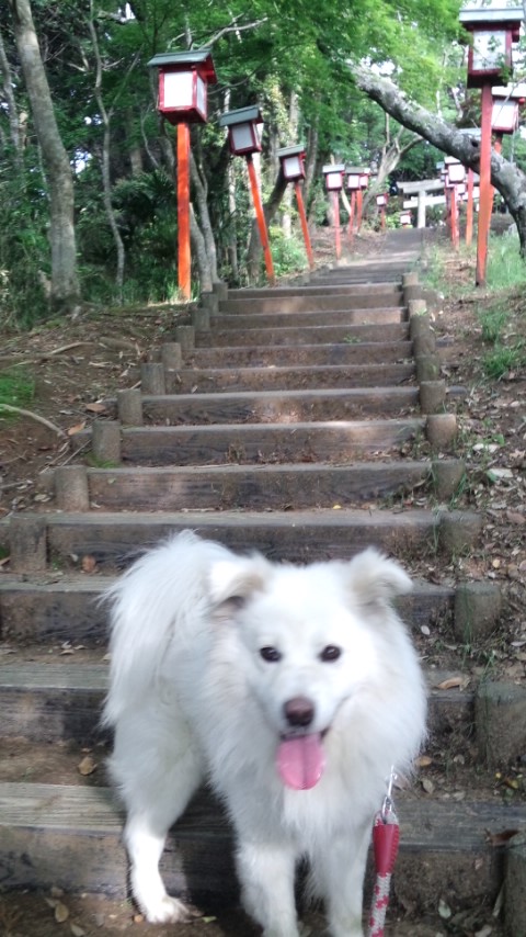 久しぶりに山散歩〜♪_c0238971_9105816.jpg